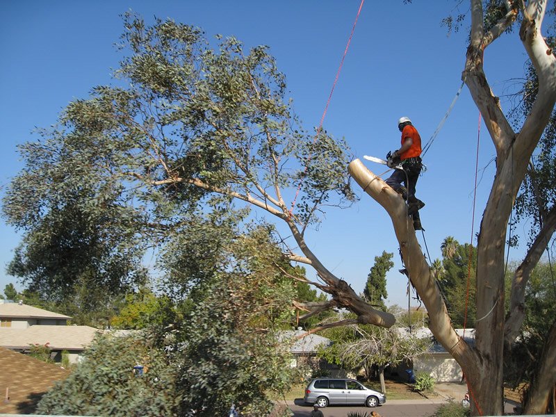 bamboo removal